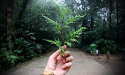 Minimize Carbon Emissions on Trips